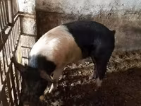 Babi jantan, Белорусская чёрно-пёстрая — foto 6