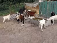 Kambing jantan, Pomellata goat — foto 5