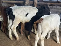 गाय, गोलस्टीन नस्ल — फ़ोटो 2