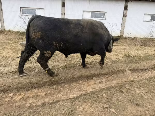 Toro, Aberdeen-Angus