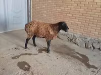 Bélier, Moutons — photo 3
