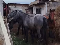 Конь, Породы лошадей — фото 2