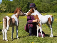 Cheval, American shetland pony — photo 1