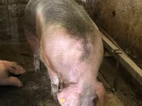 Säue, Schweine — Foto 2