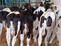 Taureau, Race Holstein — photo 8