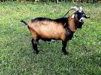 Kambing jantan, Czech Brown Shorthaired goats — foto 1