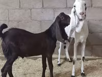 Kambing betina, Kamori goats — foto 3