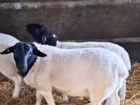 雄羊, Dorper sheep — 写真 1