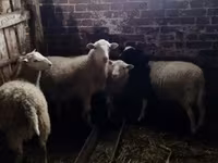 Domba jantan, Katum sheep — foto 2