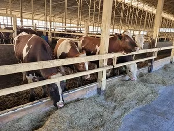 Simmental cattle