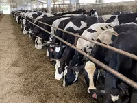 Sapi, Yaroslavl cattle — foto 1