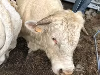 Sapi, Aubrac cattle — foto 3