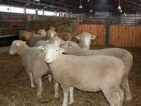 Carnero, Dorset horn sheep — foto 2