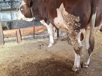 Banteng, Simmental cattle — foto 3