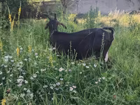 Kambing betina, Nubian Goat — foto 5