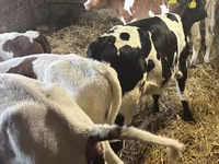 Banteng, Simmental cattle — foto 6