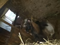 Cabra, Alpine goat — foto 5