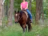 Jument, Quarter Horse — photo 5