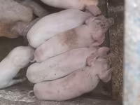 Babi betina, Дюрок — foto 1