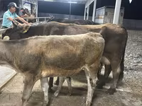 Vache, Ukrainian Brown Dairy Cattle — photo 3