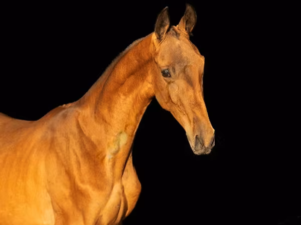雄馬, Akhal-Teke