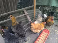 Chickens — الصورة 3