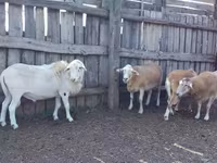 Domba jantan, Katum sheep — foto 1