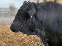 Banteng, Cast cow — foto 2