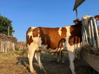 Sapi, Montbéliarde — foto 3