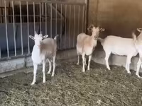 Kambing betina, Pomellata goat — foto 2