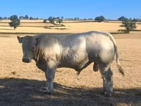 Banteng, Cast cow — foto 5