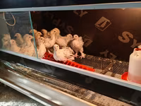 ブラーマ — 写真 4
