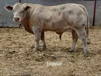 雄牛, Charolais cattle — 写真 1