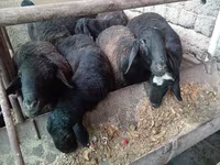 Ram, Rhon sheep — photo 6