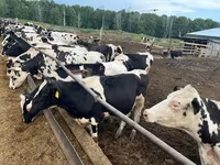 雄牛, Russian Black pied cattle — 写真 1