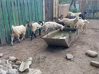 Kambing jantan, Pomellata goat — foto 6
