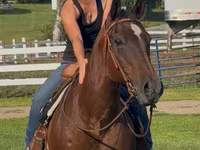 Jument, Quarter Horse — photo 3