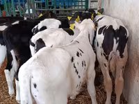 Taureau, Race Holstein — photo 7