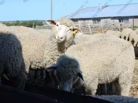 Carnero, Kuibyshev sheep — foto 1