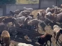भेड़, Kuibyshev sheep — फ़ोटो 3