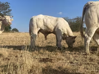 Banteng, Charolais cattle — foto 3