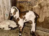 Kambing jantan, Kamori goats — foto 1
