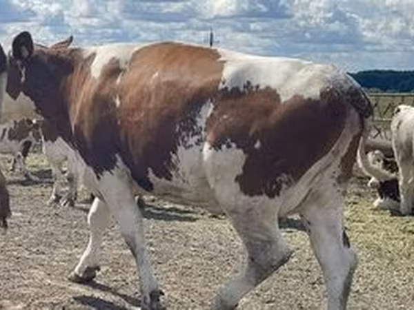 Holstein-race