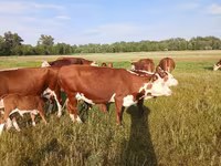 Kuh, Latvian Blue cattle — Foto 5
