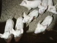 Babi jantan, Дюрок — foto 4