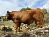Bull, Limousin cow — photo 4