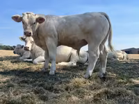 Banteng, Cast cow — foto 7