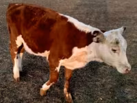 ثور, Swiss cattle — الصورة 6