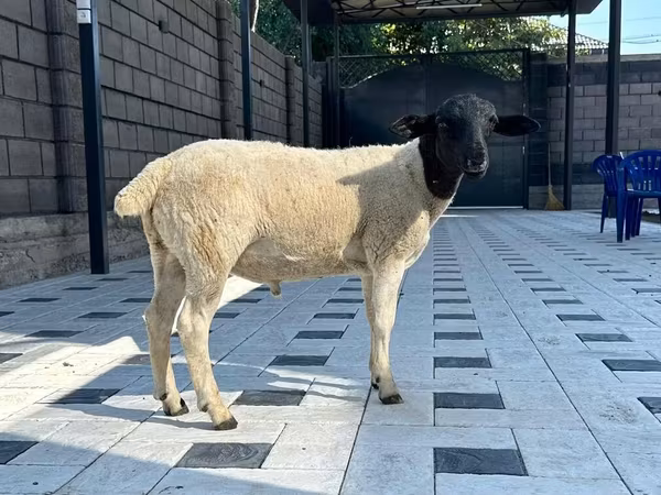 Hissar sheep