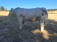 Banteng, Cast cow — foto 3